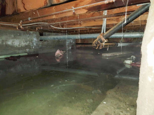 Best Flood restoration services  in Osawatomie, KS